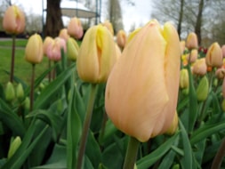 Keukenhof (30)